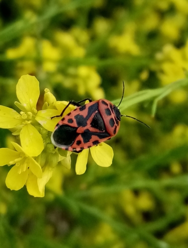 cruciferous bug