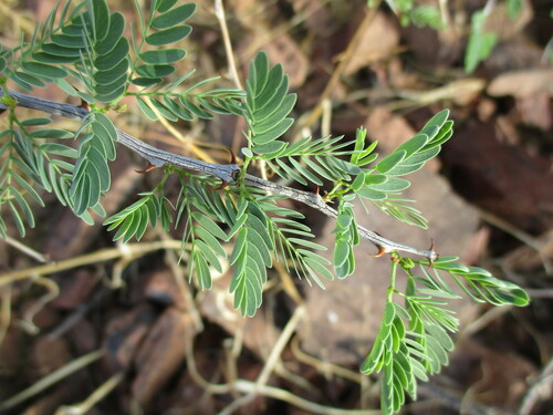 Image of Senegalia robynsiana by no rights reserved