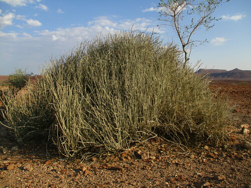 Pachypodium lealii