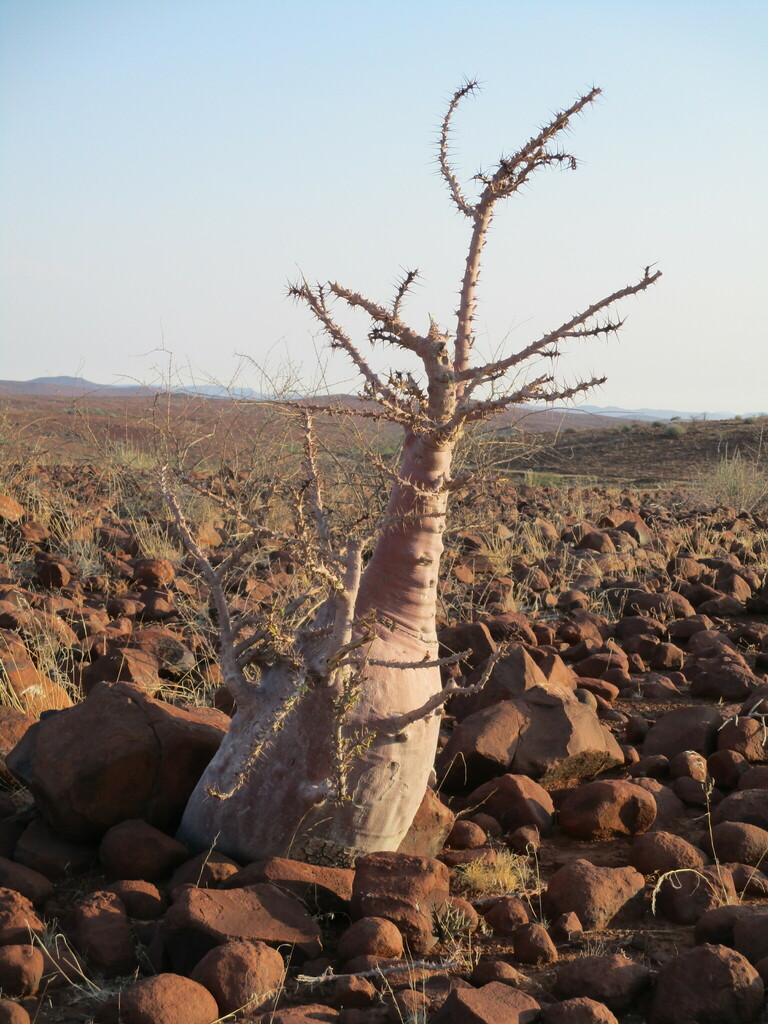 Pachypodium lealii, Kunene Region, Namibia
