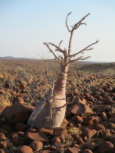 Pachypodium lealii