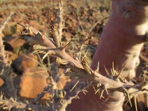 Pachypodium lealii