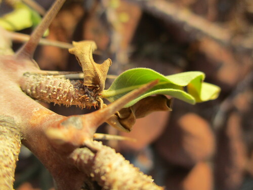 Pachypodium lealii