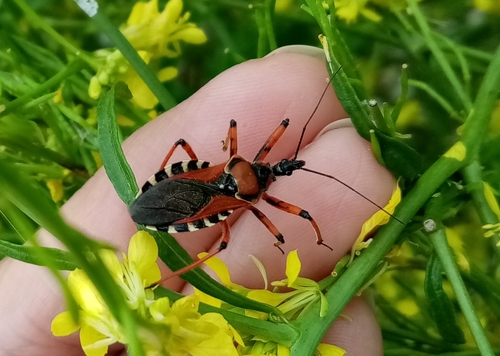 Rhynocoris iracundus