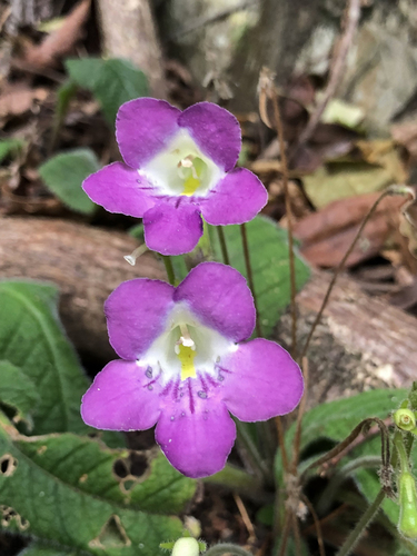 Streptocarpus roseoalbus image