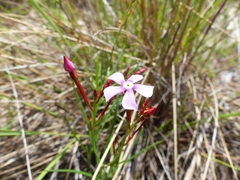 Mandevilla