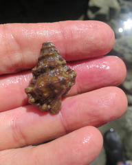 Alanbeuella corrugata