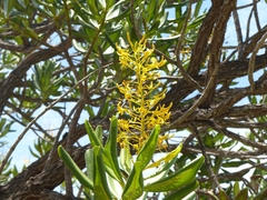 Vochysia thyrsoidea