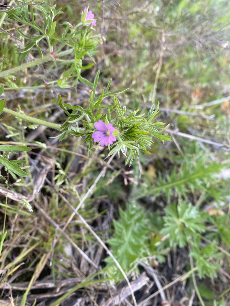 Cut Leaved Crane S Bill From White Lovington Wareham England GB On May 11 2023 At 01 48 PM