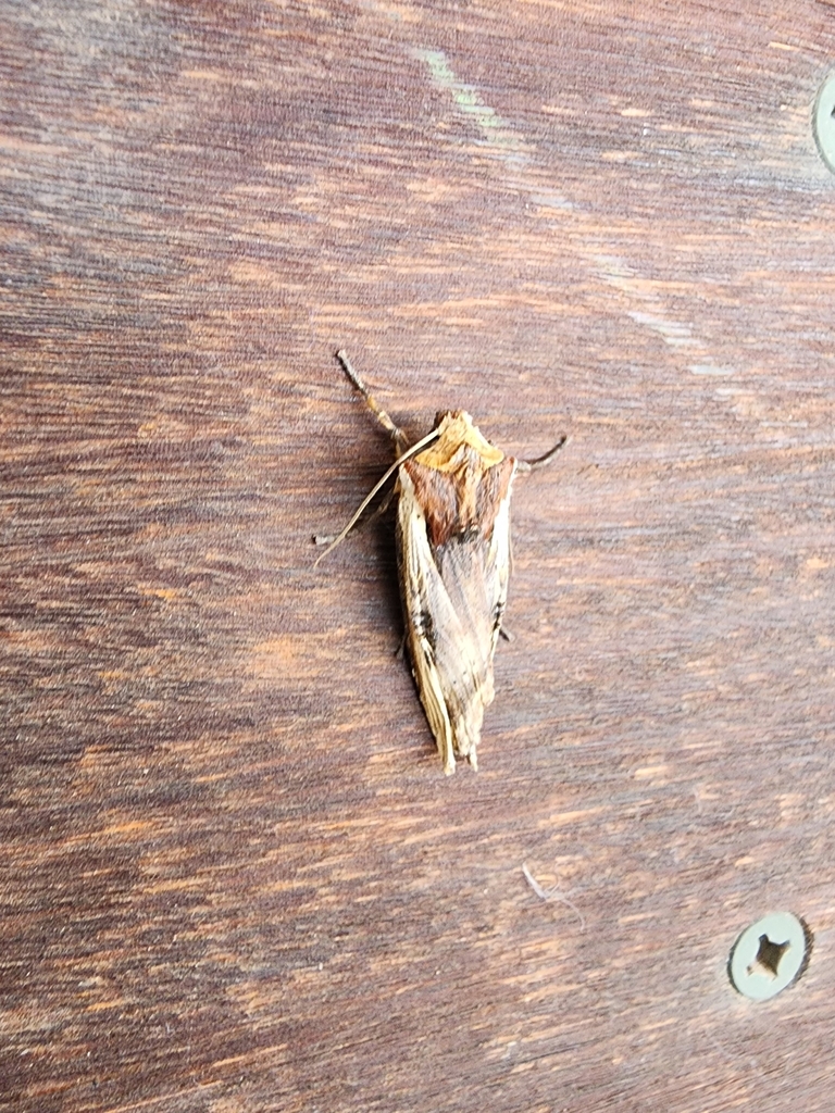 DotandDash Swordgrass Moth from Crystal Bay Township, MN, USA on May