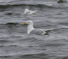 Larus argentatus × hyperboreus