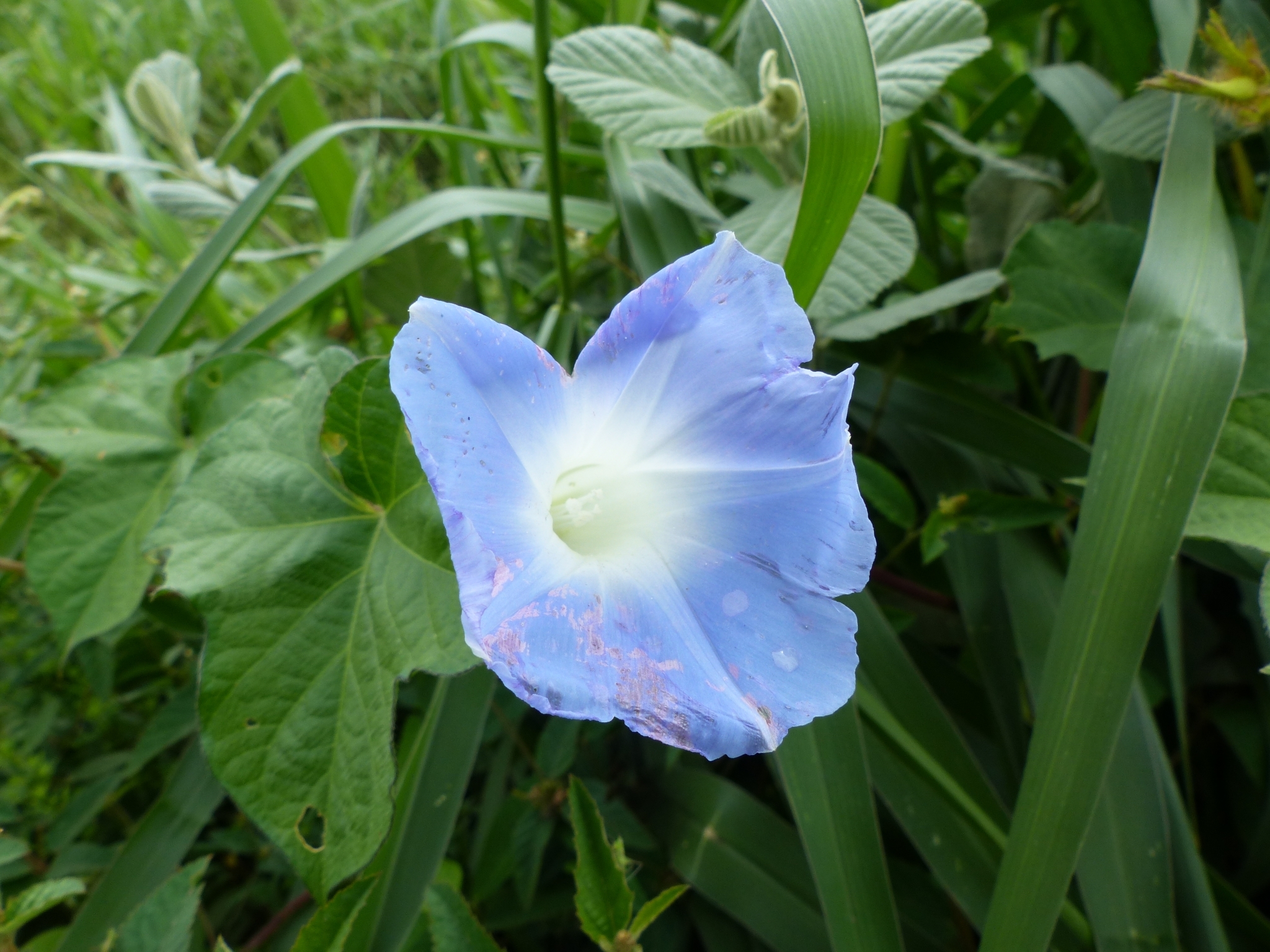 Ipomoea nil