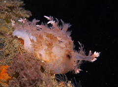 Dendronotus europaeus
