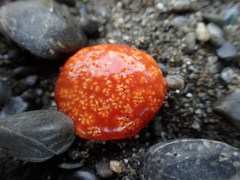 Aplidium benhami