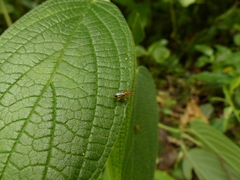 Neolema exclamationis