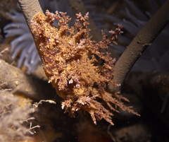 Dendronotus europaeus