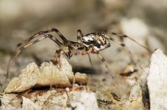 Drapetisca alteranda