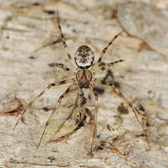 Drapetisca alteranda