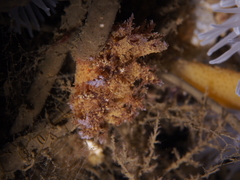 Dendronotus europaeus
