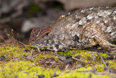 Sceloporus horridus