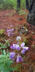 Lupinus campestris