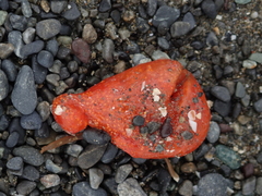 Aplidium benhami