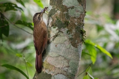 Planalto Woodcreeper photo 1