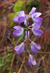 Lupinus campestris