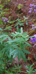 Lupinus campestris