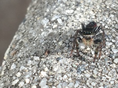 Phidippus johnsoni