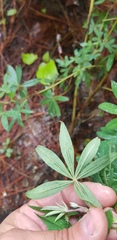 Lupinus campestris