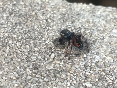 Phidippus johnsoni