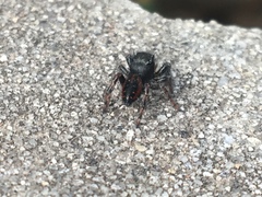Phidippus johnsoni