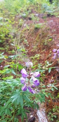 Lupinus campestris