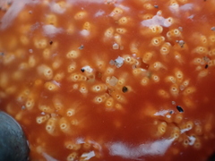 Aplidium benhami