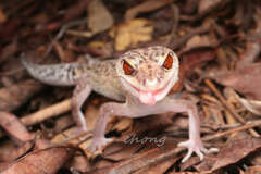 Bawangling Leopard Gecko photo 3