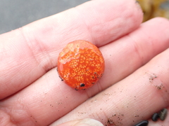 Aplidium benhami