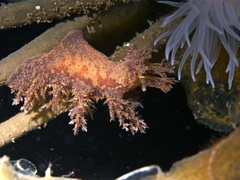 Dendronotus europaeus