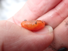 Aplidium benhami