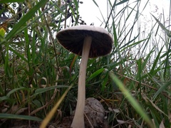 Panaeolus antillarum image