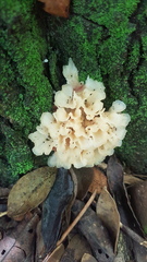 Sebacina sparassoidea