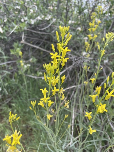 Sisymbrium linifolium (Nutt.) Nutt.