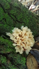 Sebacina sparassoidea