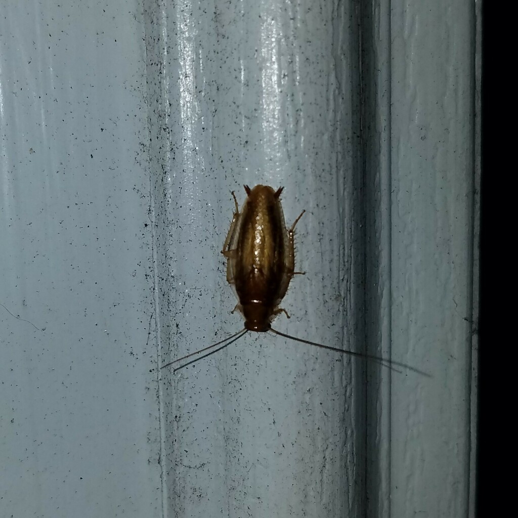 Small Yellow Texas Cockroach in May 2023 by Leila Dasher · iNaturalist