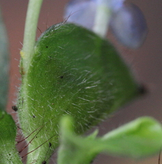 Commelina benghalensis image