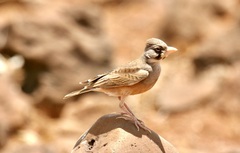 Masked Lark photo 3