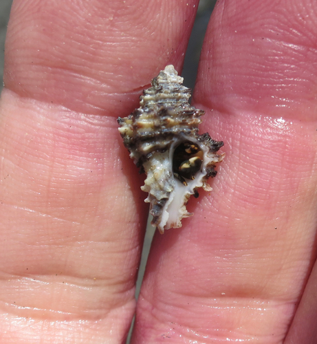 Murexiella vittata, 2015-12-16