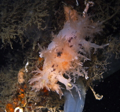 Dendronotus europaeus