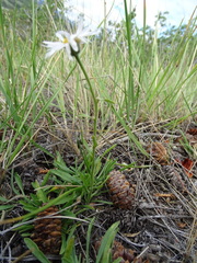 Aster alpinus vierhapperi