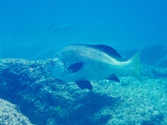 Plectorhinchus unicolor